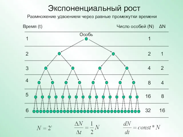 Экспоненциальный рост Размножение удвоением через равные промежутки времени Время (t) Число