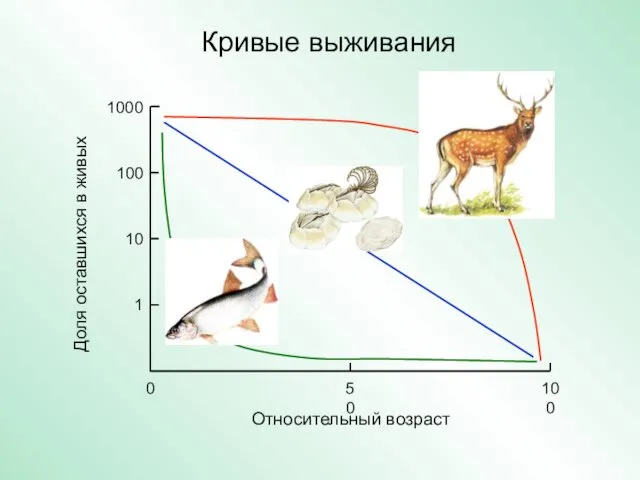 Кривые выживания 1 10 100 1000 0 50 100 Относительный возраст Доля оставшихся в живых