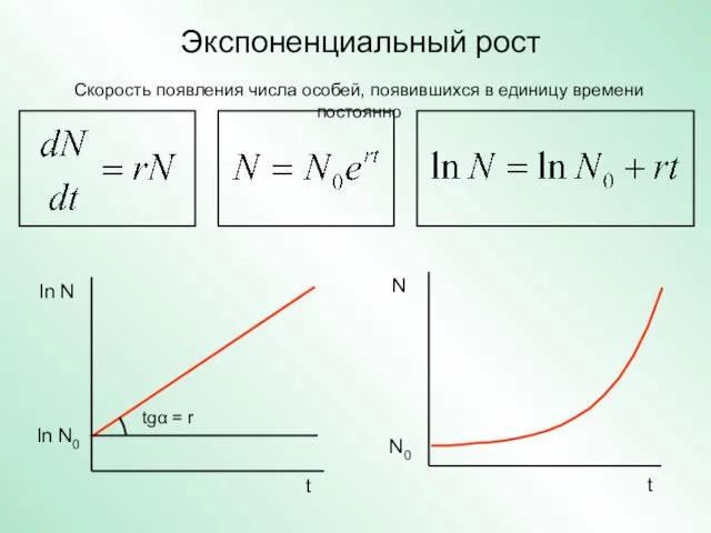 Экспоненциальный рост Скорость появления числа особей, появившихся в единицу времени постоянно