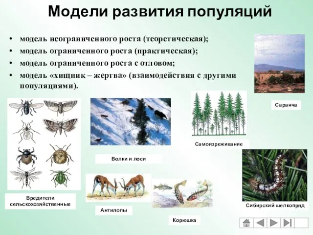 модель неограниченного роста (теоретическая); модель ограниченного роста (практическая); модель ограниченного роста