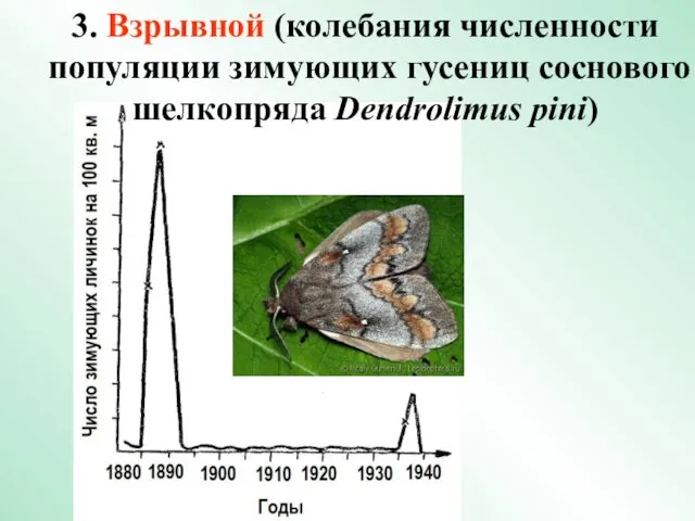 3. Взрывной (колебания численности популяции зимующих гусениц соснового шелкопряда Dendrolimus pini)