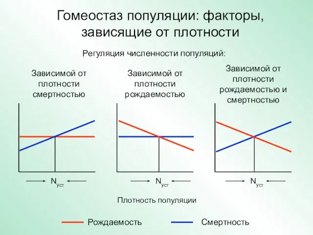 Гомеостаз популяции: факторы, зависящие от плотности Плотность популяции Рождаемость Смертность Nуст