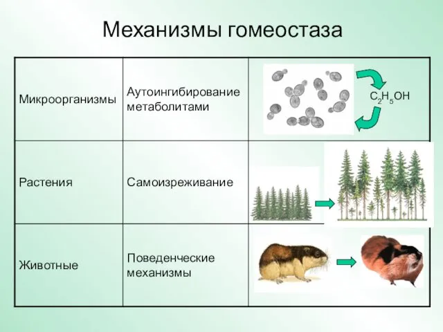 Механизмы гомеостаза C2H5OH