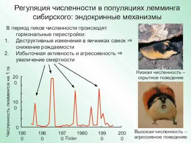 Регуляция численности в популяциях лемминга сибирского: эндокринные механизмы 0 100 200