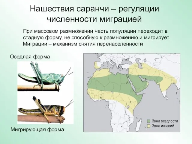 Нашествия саранчи – регуляции численности миграцией Оседлая форма Мигрирующая форма Зона