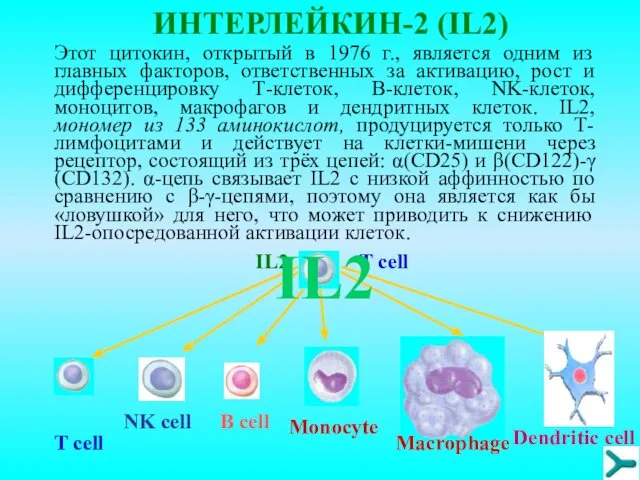 ИНТЕРЛЕЙКИН-2 (IL2) Этот цитокин, открытый в 1976 г., является одним из