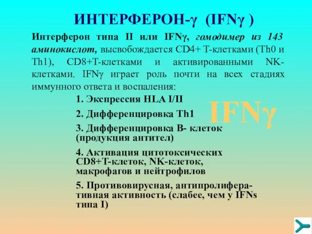 ИНТЕРФЕРОН-γ (IFNγ ) Интерферон типа II или IFNγ, гомодимер из 143