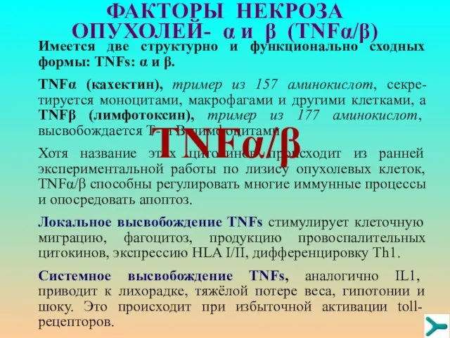 ФАКТОРЫ НЕКРОЗА ОПУХОЛЕЙ- α и β (TNFα/β) Имеется две структурно и