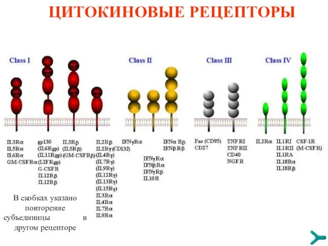 ЦИТОКИНОВЫЕ РЕЦЕПТОРЫ В скобках указано повторение субъединицы в другом рецепторе