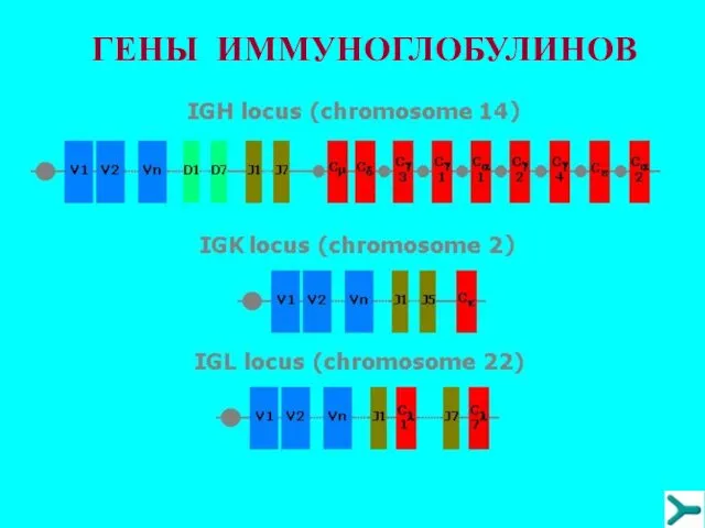 ГЕНЫ ИММУНОГЛОБУЛИНОВ