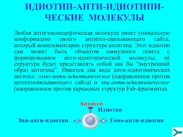 ИДИОТИП-АНТИ-ИДИОТИПИ-ЧЕСКИЕ МОЛЕКУЛЫ Любая антигенспецифическая молекула имеет уникальную конформацию своего антиген-связывающего сайта,