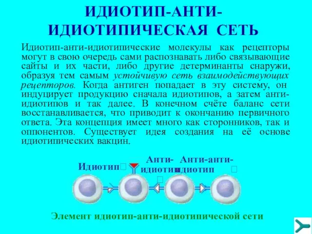 Идиотип-анти-идиотипические молекулы как рецепторы могут в свою очередь сами распознавать либо