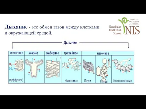 Дыхание - это обмен газов между клетками и окружающей средой.