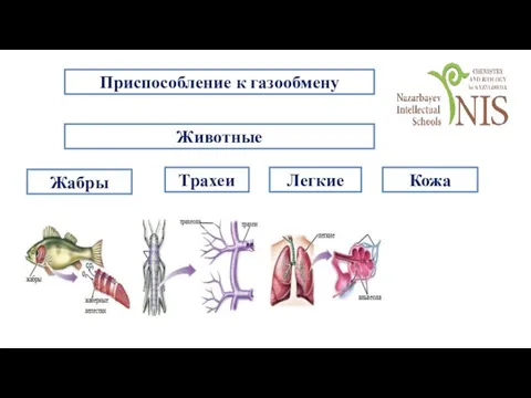 Приспособление к газообмену Животные Трахеи Жабры Легкие Кожа