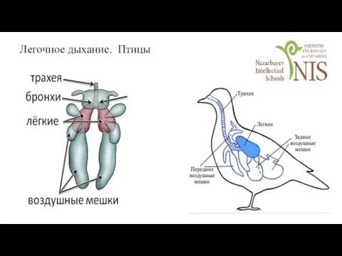 Легочное дыхание. Птицы