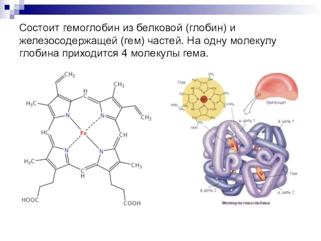 Состоит гемоглобин из белковой (глобин) и железосодержащей (гем) частей. На одну