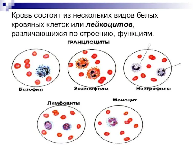 Кровь состоит из нескольких видов белых кровяных клеток или лейкоцитов, различающихся по строению, функциям.