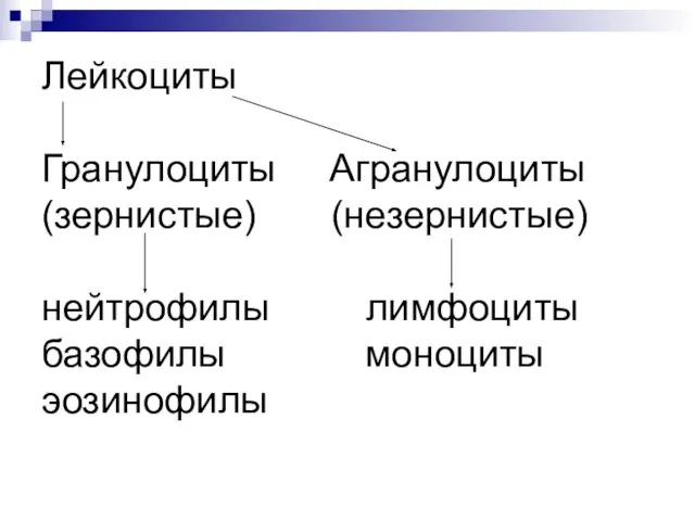 Лейкоциты Гранулоциты Агранулоциты (зернистые) (незернистые) нейтрофилы лимфоциты базофилы моноциты эозинофилы