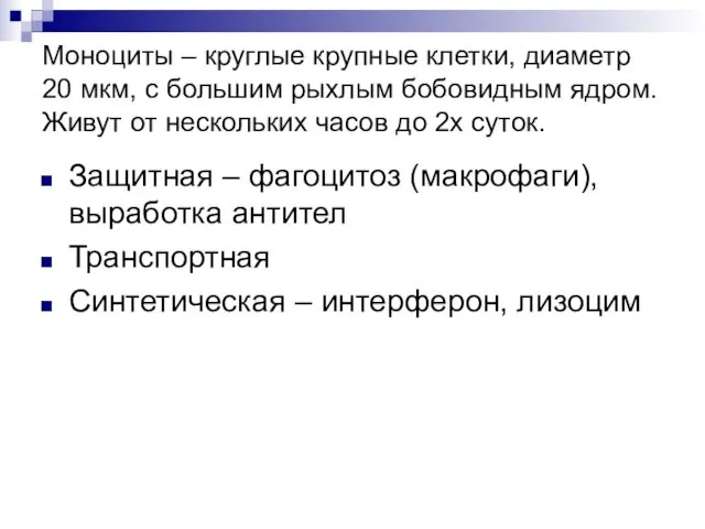 Моноциты – круглые крупные клетки, диаметр 20 мкм, с большим рыхлым