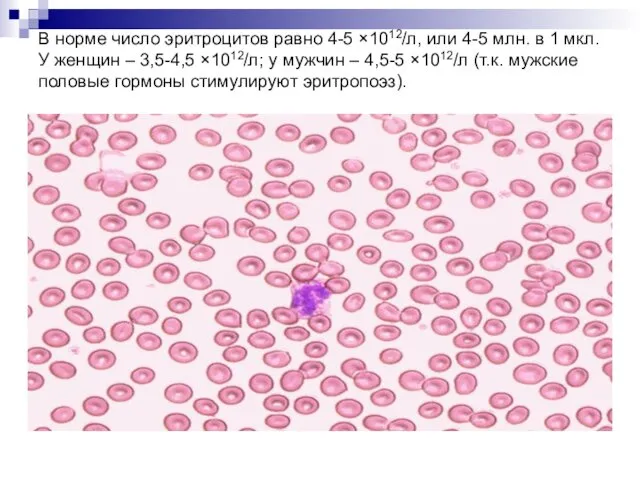 В норме число эритроцитов равно 4-5 ×1012/л, или 4-5 млн. в