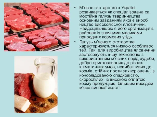 М’ясне скотарство в Україні розвивається як спеціалізована са­мостійна галузь тваринництва, основним