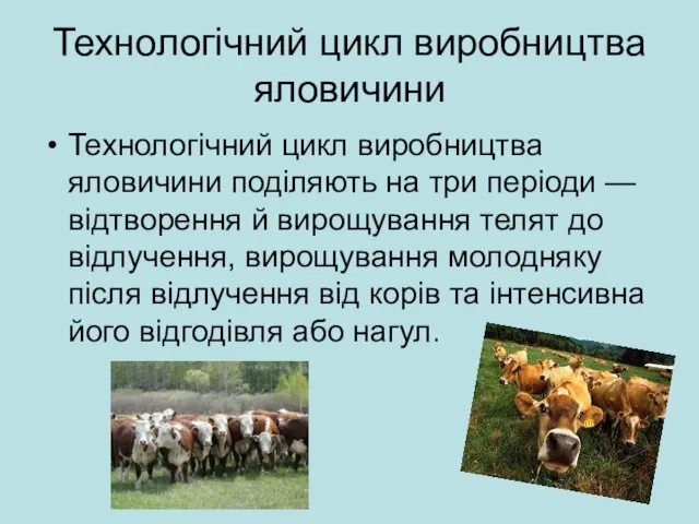 Технологічний цикл виробництва яловичини Технологічний цикл виробництва яловичини поділяють на три