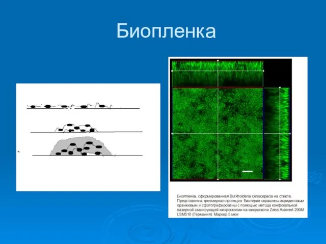 Биопленка