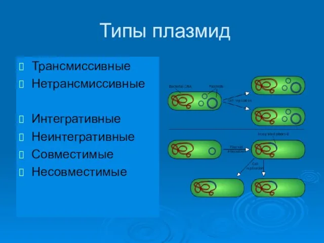 Типы плазмид Трансмиссивные Нетрансмиссивные Интегративные Неинтегративные Совместимые Несовместимые