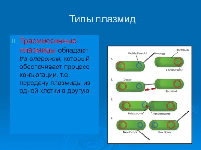 Типы плазмид Трасмиссивные плазмиды обладают tra-опероном, который обеспечивает процесс конъюгации, т.е.