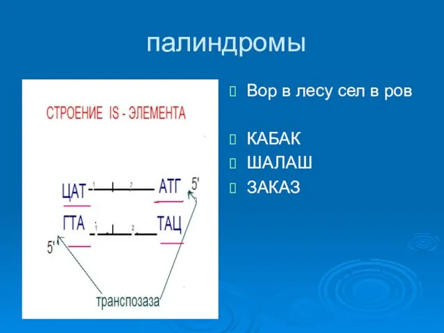 палиндромы Вор в лесу сел в ров КАБАК ШАЛАШ ЗАКАЗ