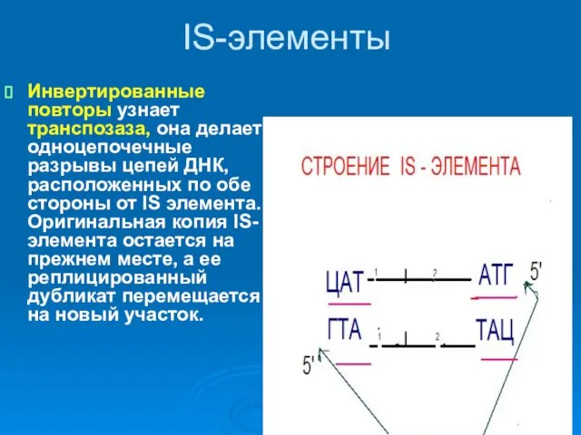 IS-элементы Инвертированные повторы узнает транспозаза, она делает одноцепочечные разрывы цепей ДНК,