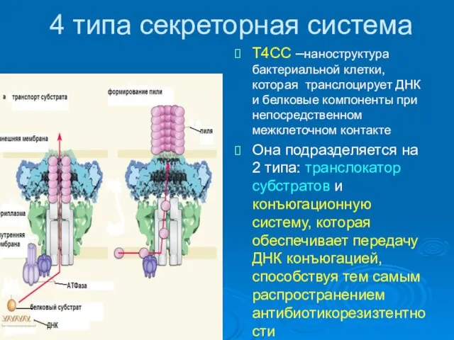 4 типа секреторная система Т4СС –наноструктура бактериальной клетки, которая транслоцирует ДНК