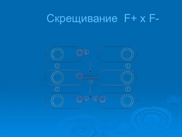 Скрещивание F+ x F-