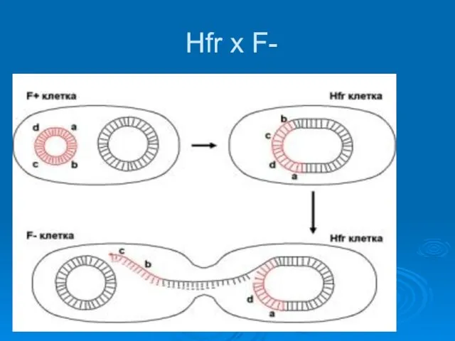 Hfr x F-