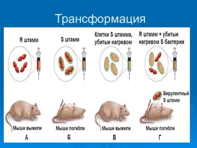 Трансформация