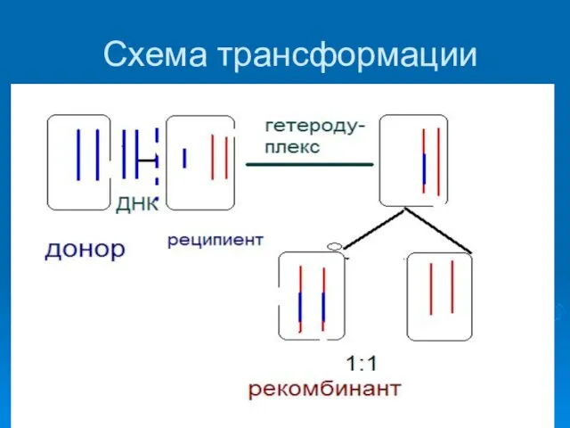 Схема трансфoрмации