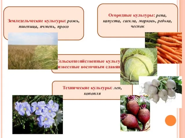 Сельскохозяйственные культуры, известные восточным славянам Земледельческие культуры: рожь, пшеница, ячмень, просо