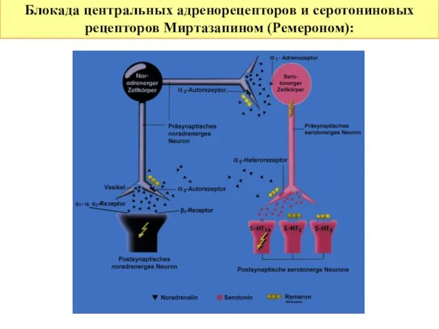 Блокада центральных адренорецепторов и серотониновых рецепторов Миртазапином (Ремероном):