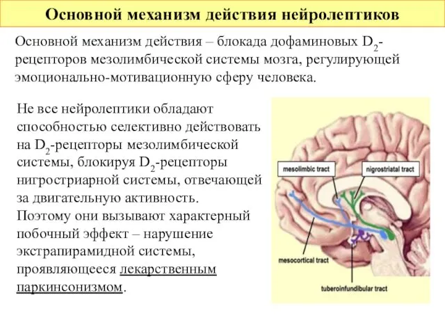 Основной механизм действия нейролептиков Основной механизм действия – блокада дофаминовых D2-рецепторов