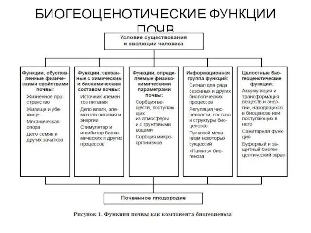 БИОГЕОЦЕНОТИЧЕСКИЕ ФУНКЦИИ ПОЧВ