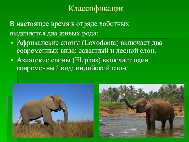 Классификация В настоящее время в отряде хоботных выделяется два живых рода: