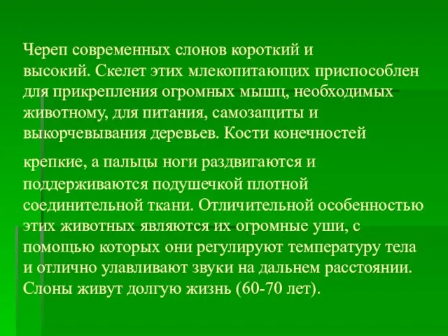 Череп современных слонов короткий и высокий. Скелет этих млекопитающих приспособлен для