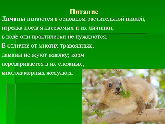 Питание Даманы питаются в основном растительной пищей, изредка поедая насекомых и