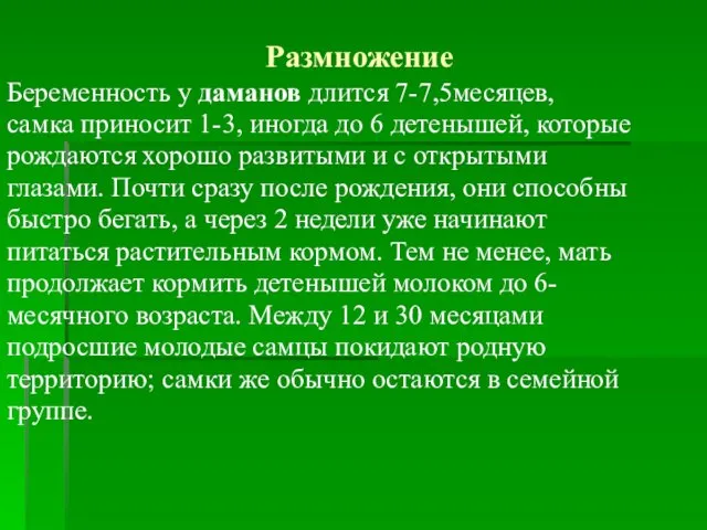 Размножение Беременность у даманов длится 7-7,5месяцев, самка приносит 1-3, иногда до