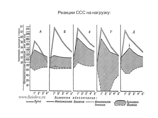 Реакции ССС на нагрузку: