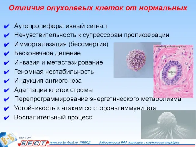 Отличия опухолевых клеток от нормальных Аутопролиферативный сигнал Нечувствительность к супрессорам пролиферации