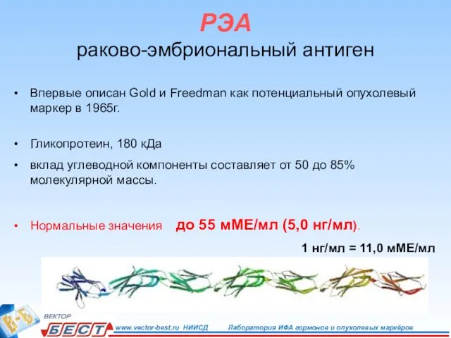 РЭА раково-эмбриональный антиген Впервые описан Gold и Freedman как потенциальный опухолевый