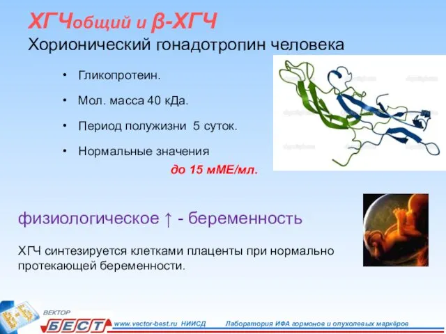 ХГЧобщий и β-ХГЧ Хорионический гонадотропин человека Гликопротеин. Мол. масса 40 кДа.