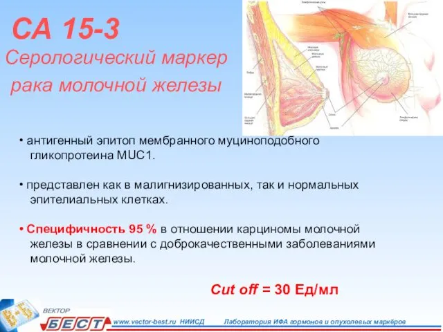 Серологический маркер рака молочной железы СА 15-3 антигенный эпитоп мембранного муциноподобного