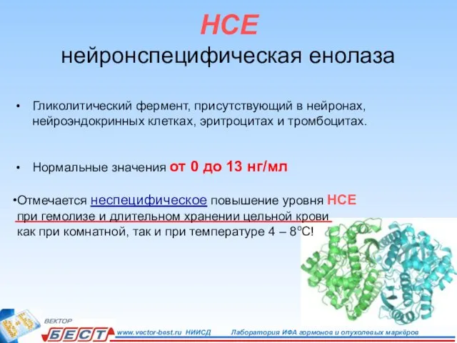 НСЕ нейронспецифическая енолаза Гликолитический фермент, присутствующий в нейронах, нейроэндокринных клетках, эритроцитах